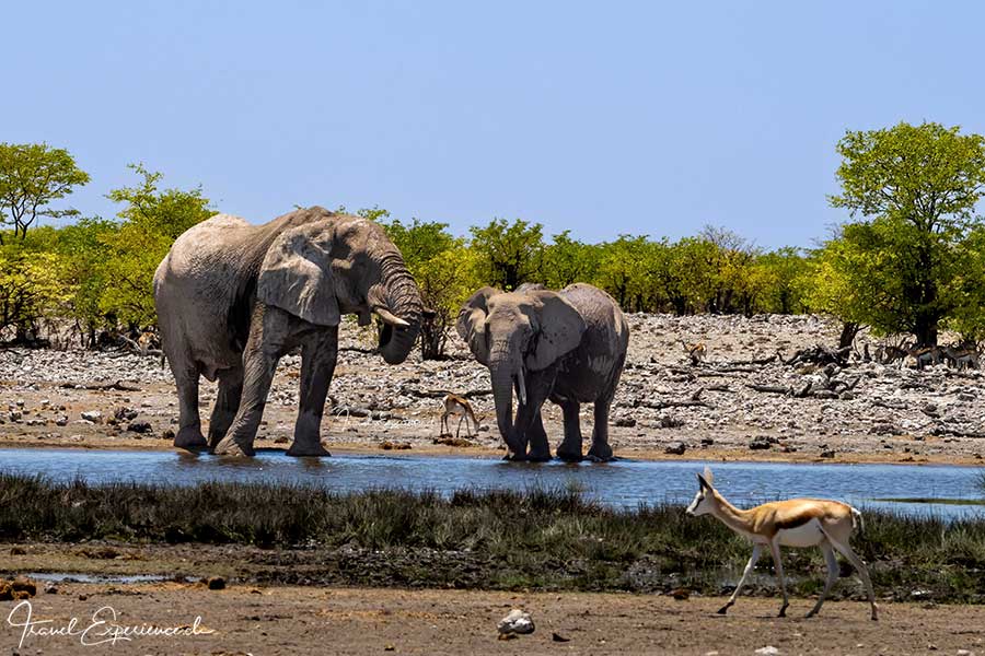 Namibia, Etosha Nationalpark, Elefanten am Wasserloch