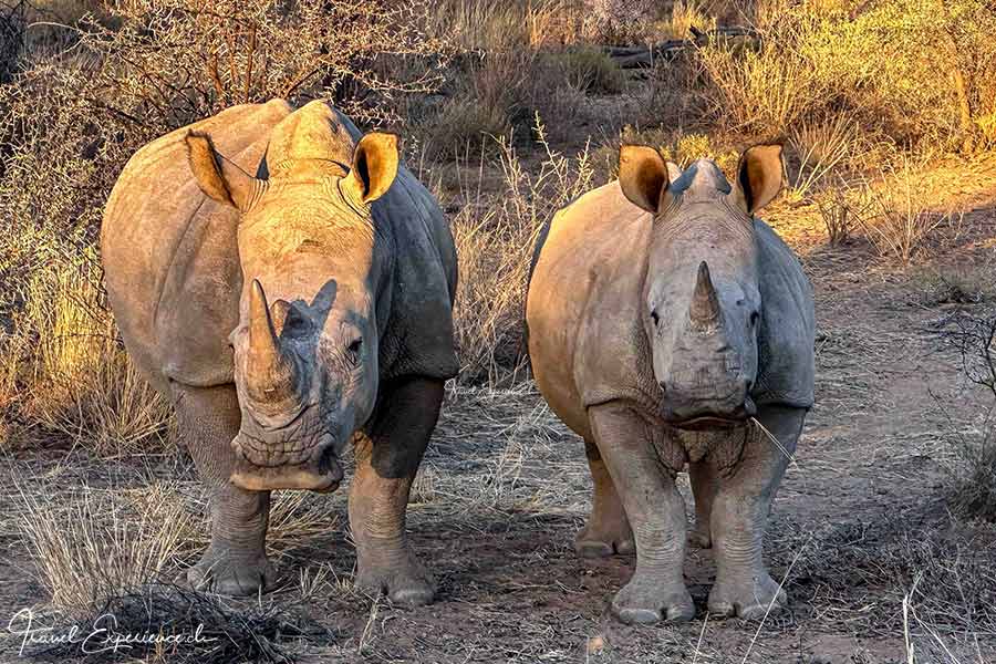 Namibia, GocheGanas, Breitmaulnashörner