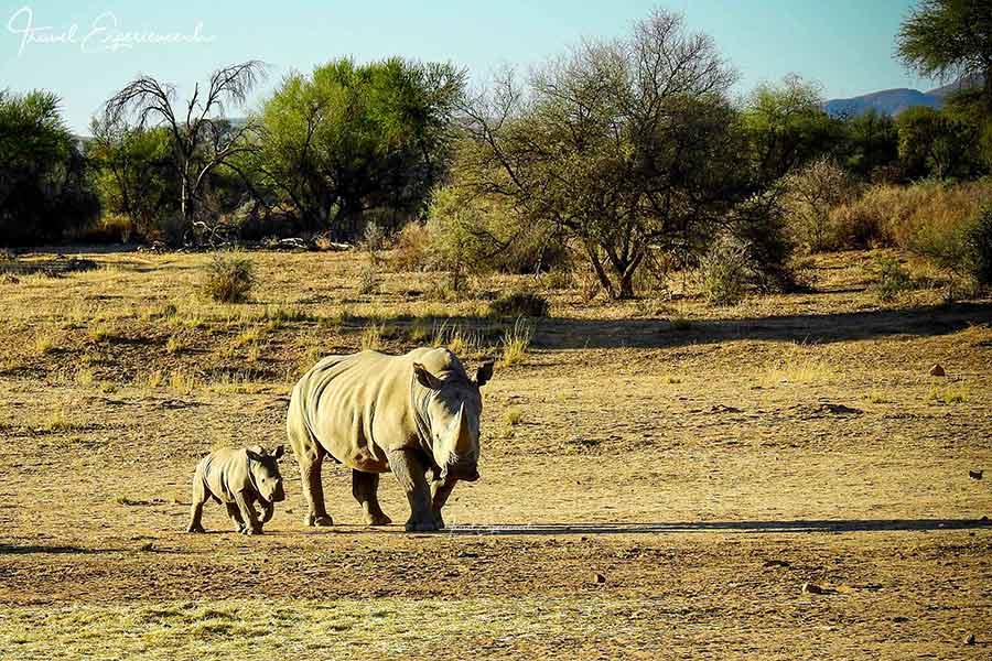 Namibia, GocheGanas, Breitmaulnashorn mit Jungem