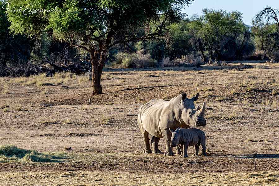 Namibia, GocheGanas, Breitmaulnashorn mit Jungem