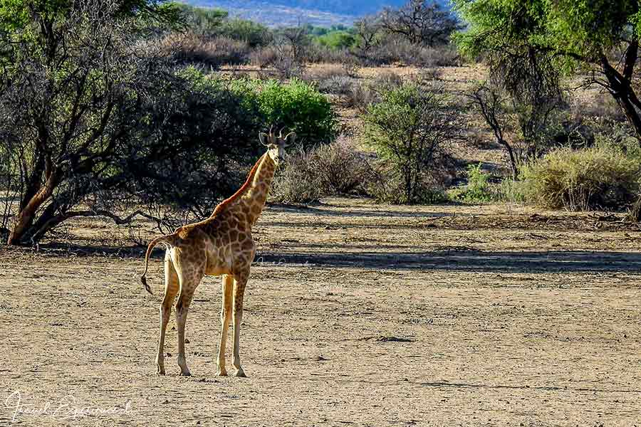 Namibia, GocheGanas, Giraffe