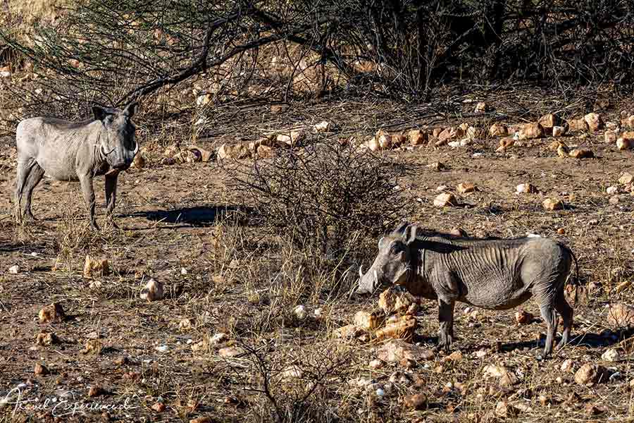 Namibia, GocheGanas, Warzenschweine