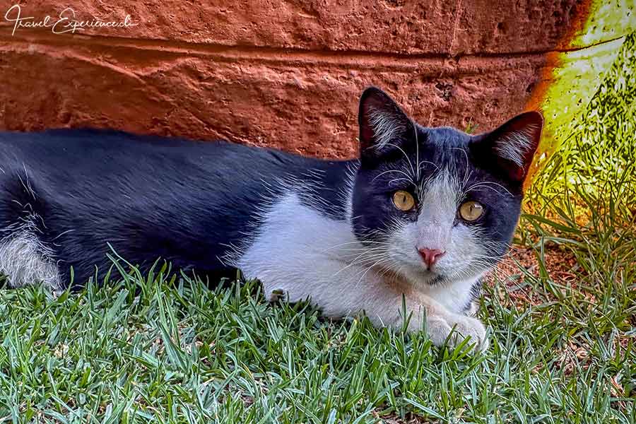 Namibia, GocheGanas, Kater GG