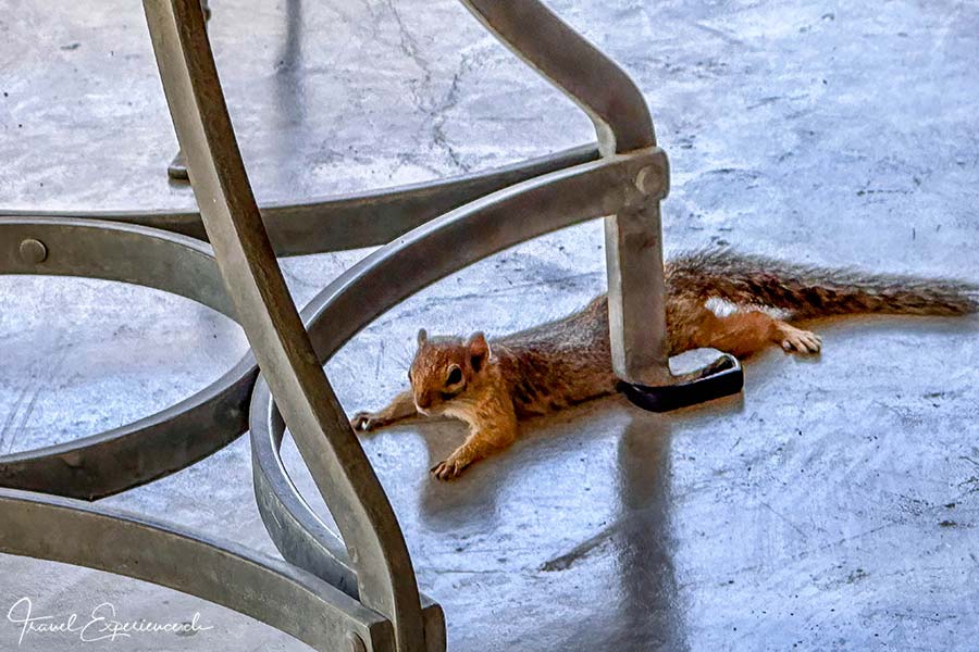 Namibia, Mushara Outpost, Squirrel
