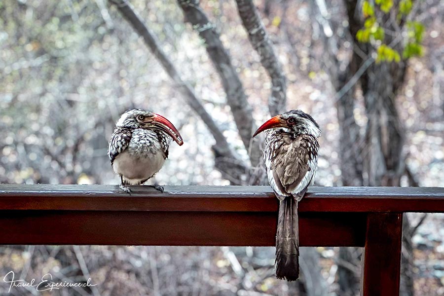 Namibia, Mushara Outpost, Hornbill
