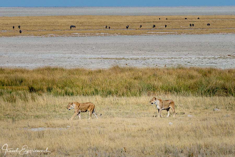 Namibia, Etosha, Löwinnen