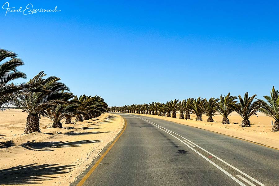 Namibia, Walvis Bay, Palmenallee
