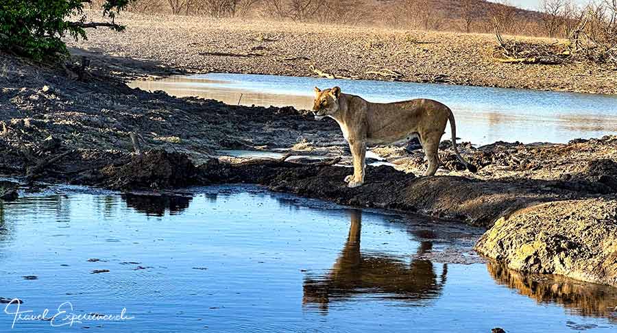 Namibia, Ongava Tented Camp, Pirschfahrt, Löwin