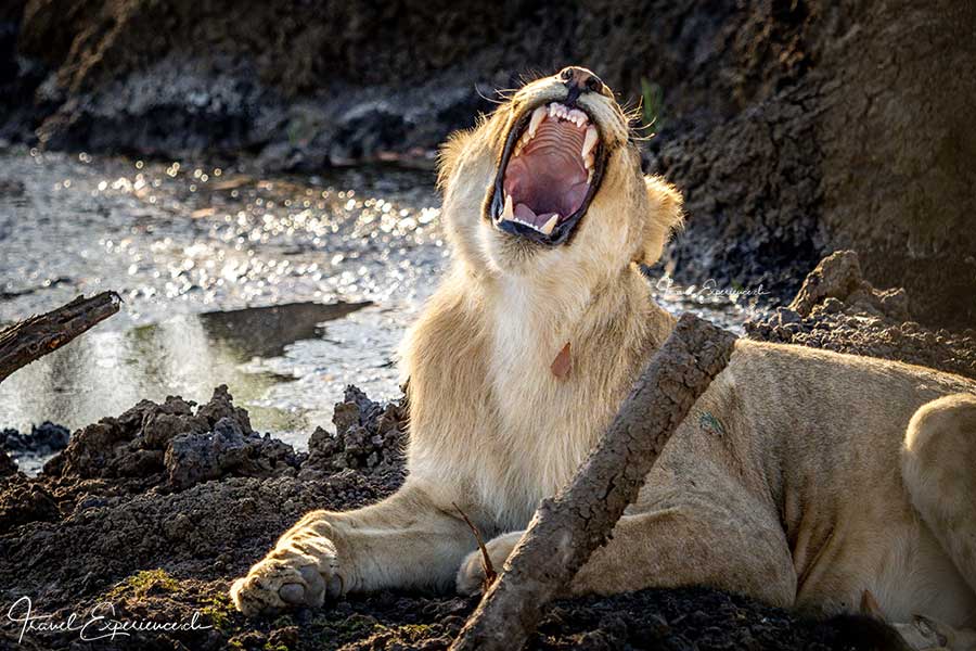 Namibia, Ongava Tented Camp, Pirschfahrt, Löwin