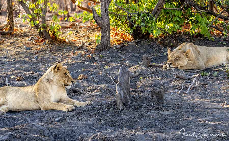 Namibia, Ongava Tented Camp, Pirschfahrt, Löwinnen