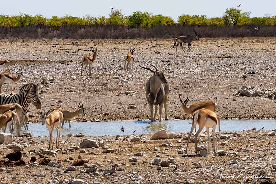 Namibia, Ongava Tented Camp, Pirschfahrt Etosha, Elen-Antilope