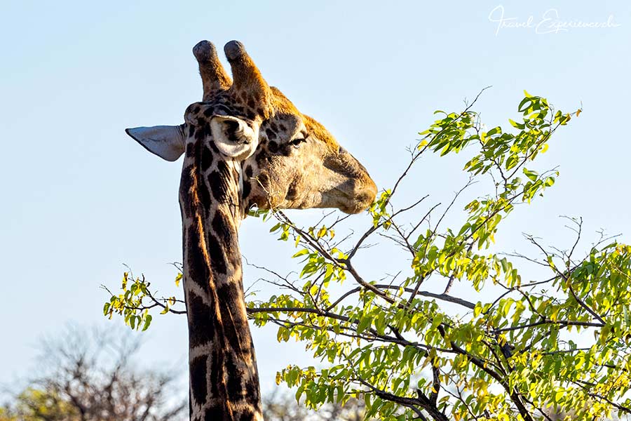 Namibia, Ongava Tented Camp, Pirschfahrt Etosha, Giraffe
