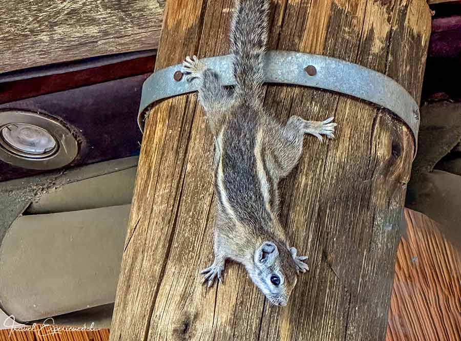 Namibia, Ongava Tented Camp, Squirrel
