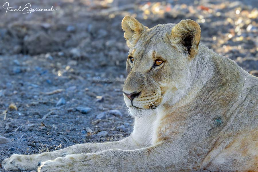 Namibia, Ongava Tented Camp, Pirschfahrt, Löwin