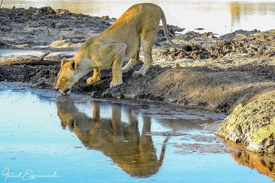 Namibia, Ongava Tented Camp, Pirschfahrt, Löwin
