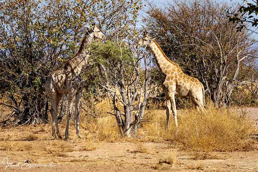 Namibia, Giraffen, Aba-Huab-Fluss