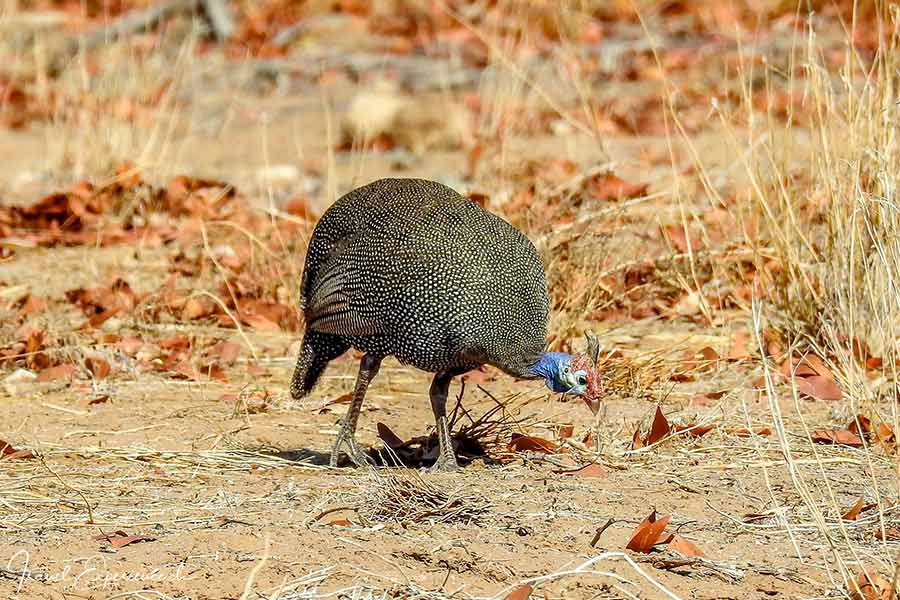 Namibia, Perlhuhn, Aba-Huab-Fluss