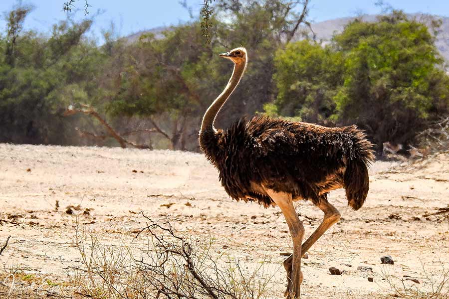 Namibia, Strauss, Aba-Huab-Fluss