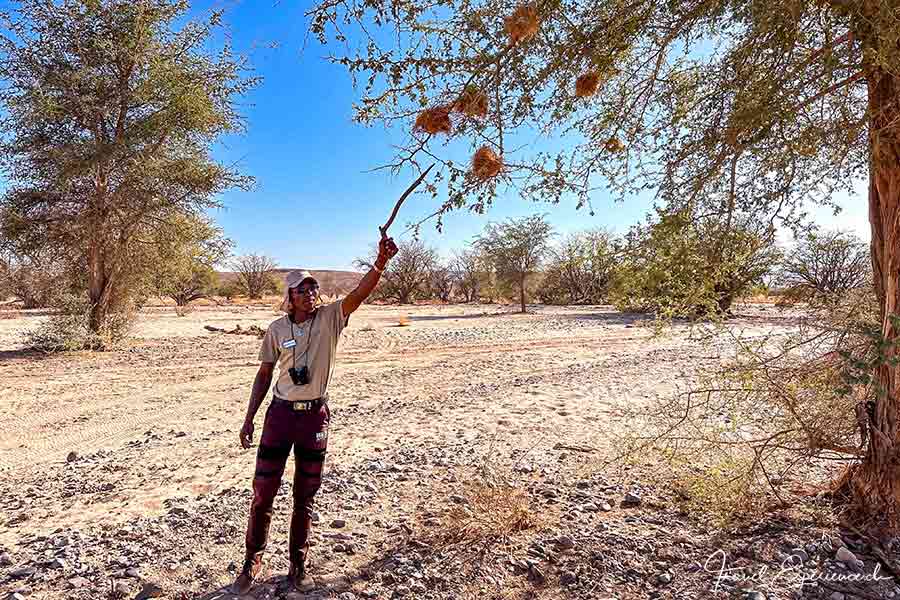 Namibia, Aba-Huab-Flussbett, Guide Calvin