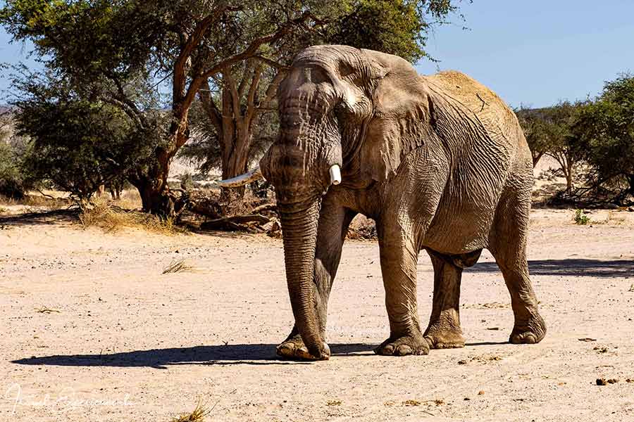 Namibia, Aba-Huab-Flussbett, Wüstenelefant, Oscar