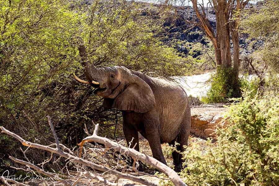 Namibia, Aba-Huab-Flussbett, fressende Wüstenelefantin