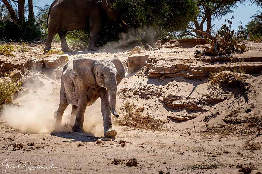 Namibia, Aba-Huab-Flussbett, junger Wüstenelefant