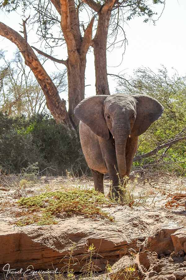 Namibia, Aba-Huab-Flussbett, Wüstenelefantin