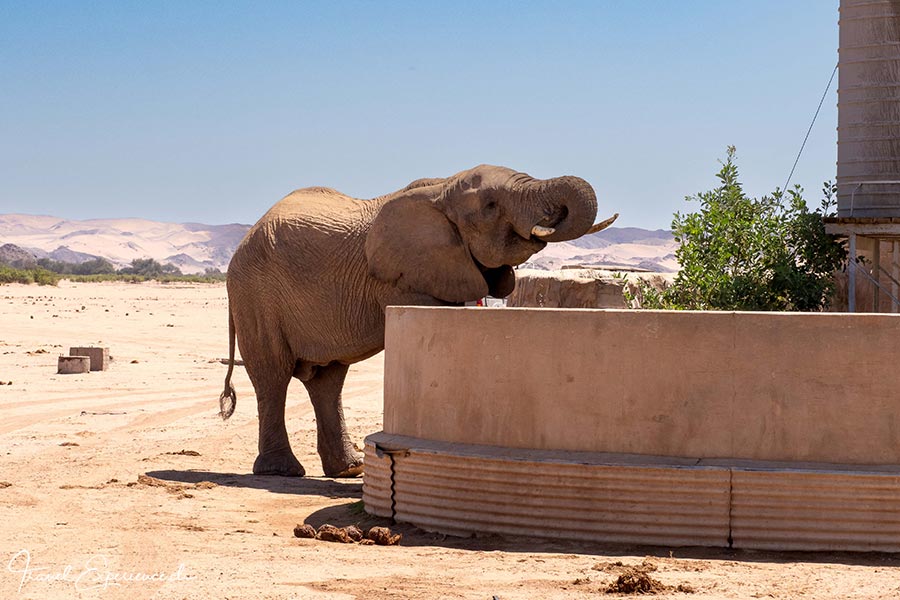 Namibia, Aba-Huab-Flussbett, Wüstenelefant, Bulle Bruno