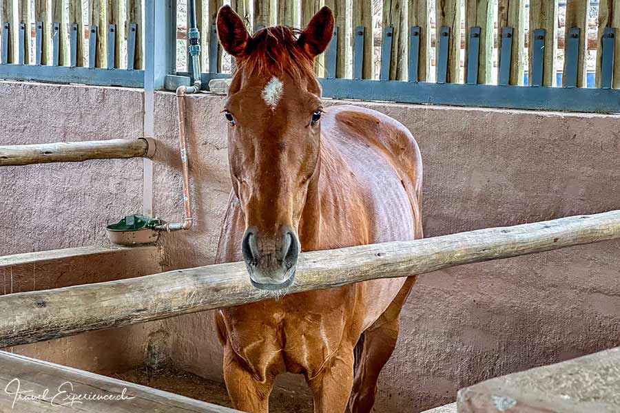Namibia, Waterberg Guest Farm, Pferdestall,