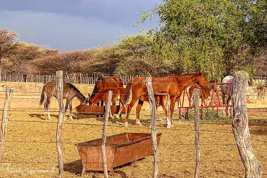 Namibia, Waterberg Guest Farm, Pferdekoppel