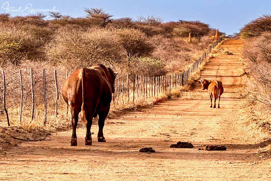 Namibia, Waterberg Guest Farm, Rinder