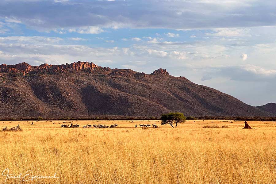 Namibia, Waterberg Guest Farm, Oryx-Herde, Kleiner Waterberg