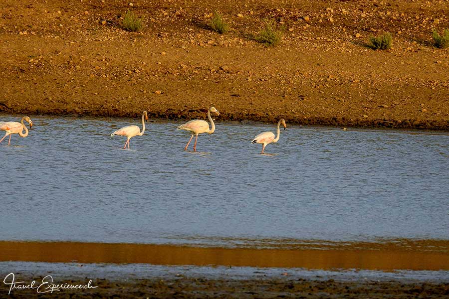 Namibia, Waterberg Guest Farm, Wasserloch, Flamingos