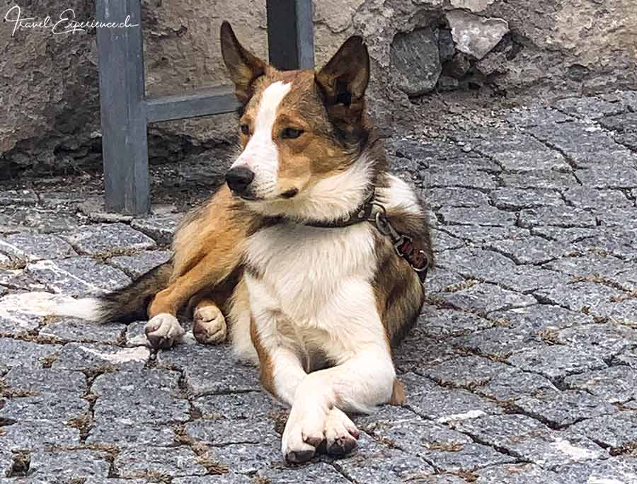 Schweiz, Val Müstair, Münstertal, Hund