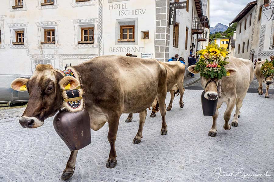 Schweiz, Val Müstair, Münstertal, Alpabzug