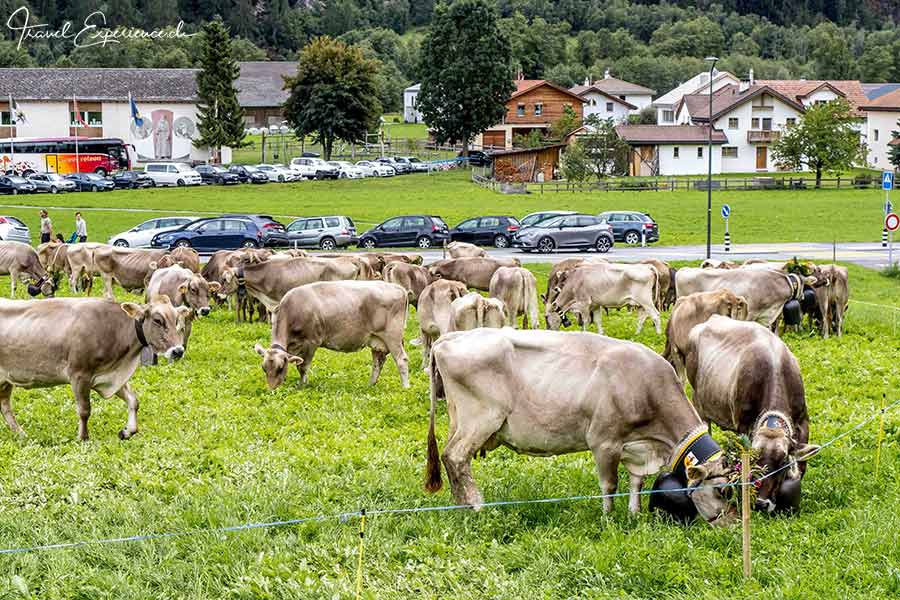 Schweiz, Val Müstair, Münstertal, Alpabzug