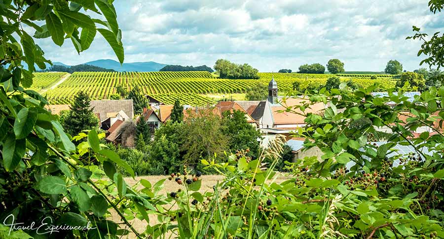 Südliche Weinstrasse, Niederhorbach, Weinberge