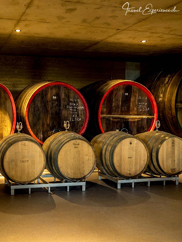 Südliche Weinstrasse, Weingut Sauer, neuer Weinkeller, Fässer