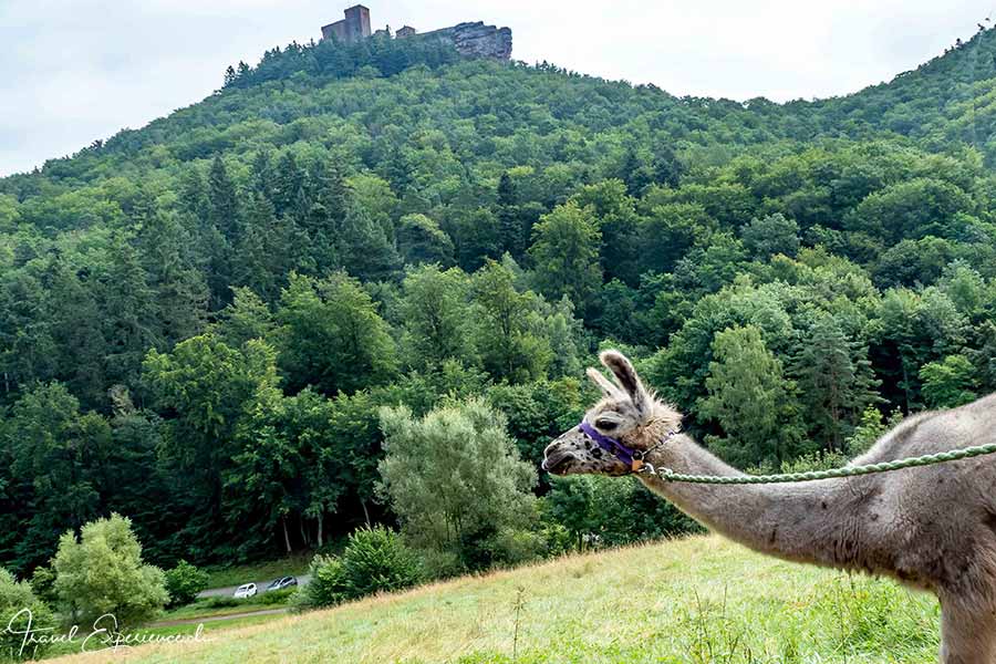 Südliche Weinstrasse, Pfalz-Lamas, Adele, Burg Trifels