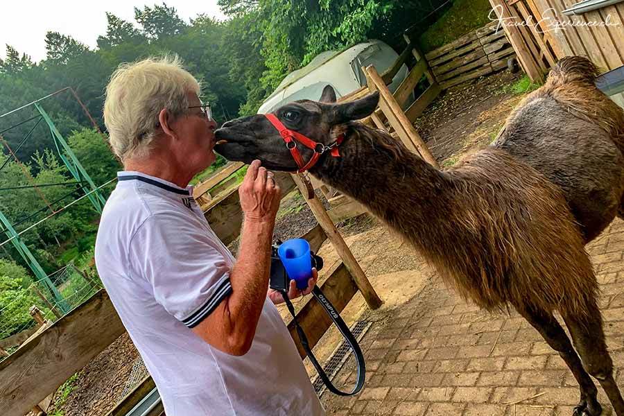 Südliche Weinstrasse, Pfalz-Lamas, Heinz, Pedro