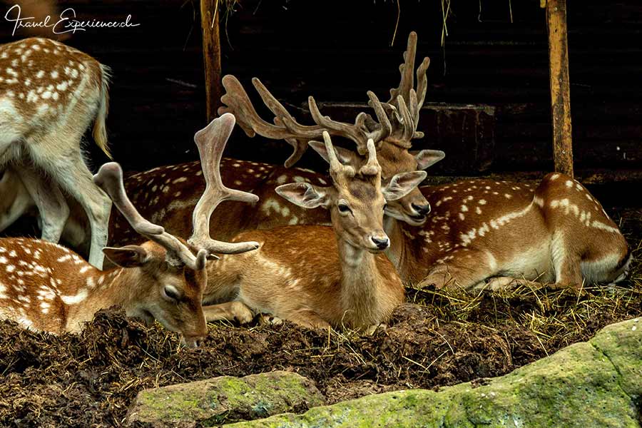 Südliche Weinstrasse, Rietburg, Tierpark