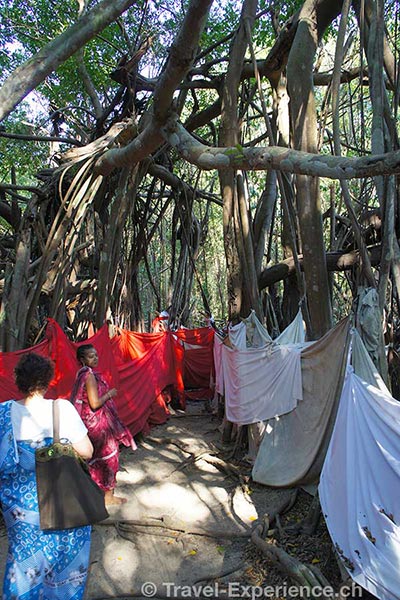 Heiligtum Baum auf Nosy Be in Madagaskar
