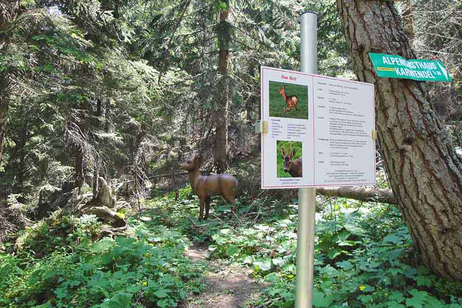 Landschaft, Wanderung am Karwendel mit Reh
