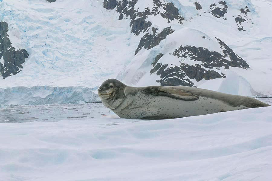 Tierfoto, Sealeopard, Seeleopard auf Eisscholle