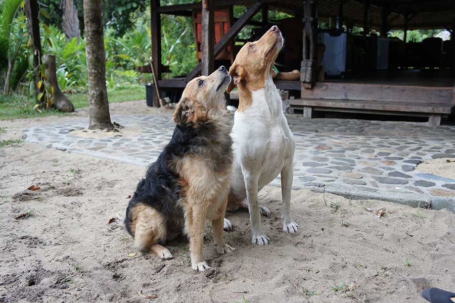 zwei Hunde in der Masoala Forest Lodge