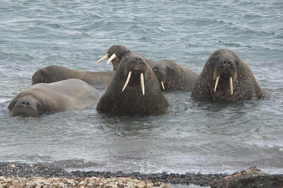 Tierfoto, Walrosse in der Habenichbukta
