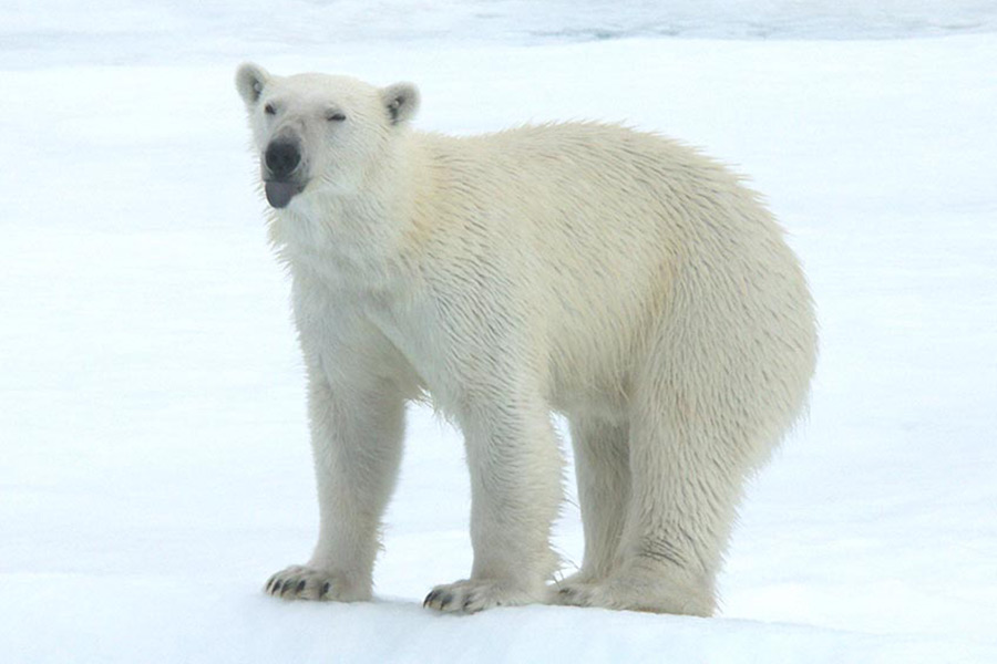 Tierfoto, Eisbär streck Zunge heraus