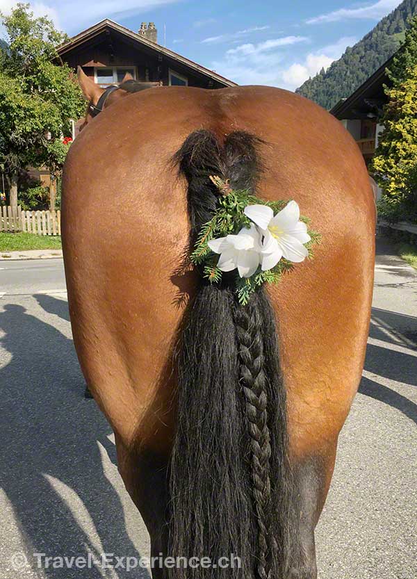 Tierfoto, Detail, Pferdehintern mit geschmücktem Schweif