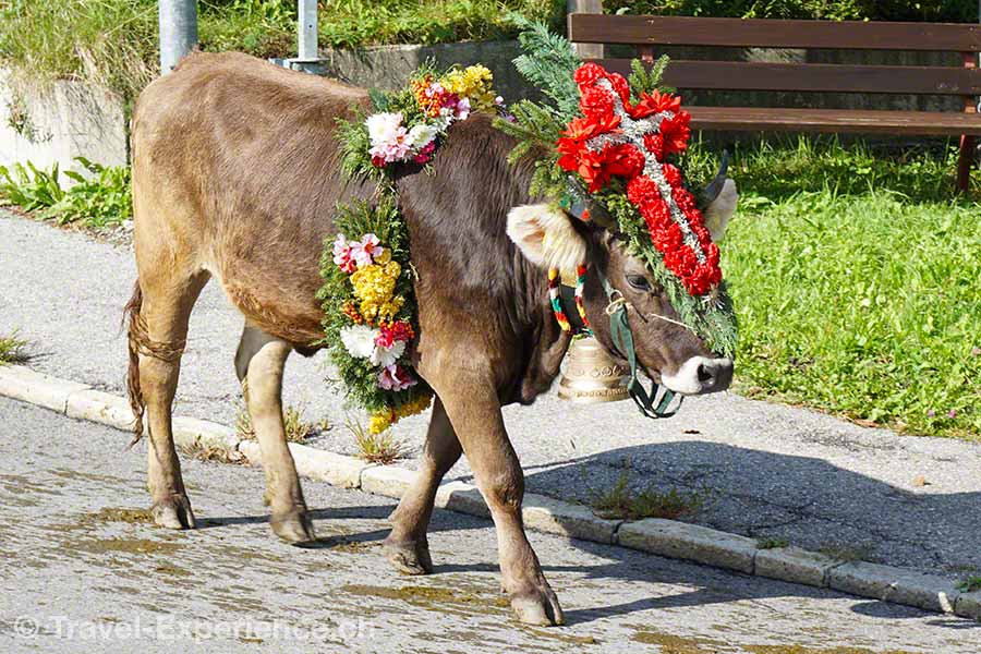 Tierfoto, blumengeschmücktes Rind im Montafon