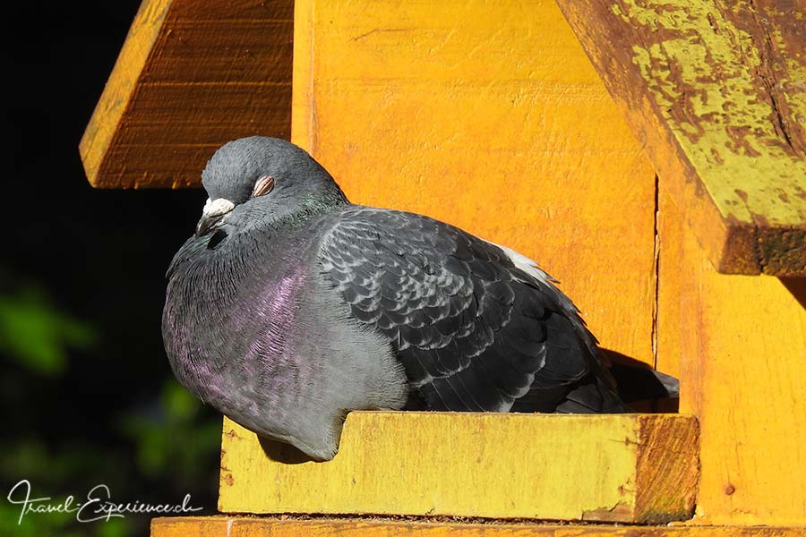 Tieraufnahme, Taube geniesst Sonne
